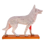 Modelo de Acupuntura y Anatomia Perro