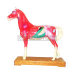Modelo de Acupuntura y Anatomia Caballo - Imagen 2