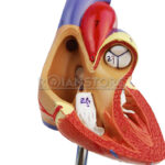Modelo Anatómico de Estudio Corazón Escala 1:1 Órgano Extraíble - Imagen 3