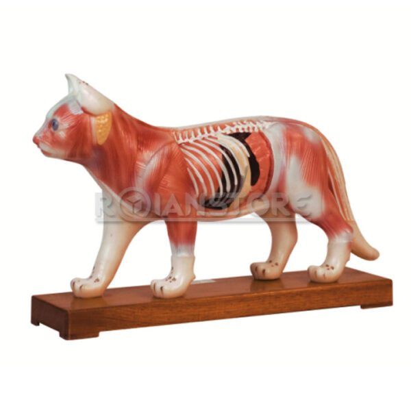 Modelo de Acupuntura y Anatomia Gato