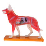 Modelo de Acupuntura y Anatomia Perro - Imagen 7