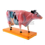 Modelo de Acupuntura y Anatomia Vacuno - Imagen 2