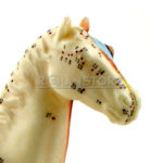 Modelo de Acupuntura y Anatomia Caballo - Imagen 7