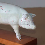 Modelo de Acupuntura y Anatomia Cerdo - Imagen 3