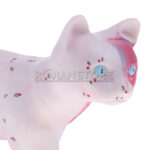 Modelo de Acupuntura y Anatomia Gato - Imagen 3