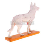Modelo de Acupuntura y Anatomia Perro - Imagen 3