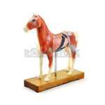 Modelo de Acupuntura y Anatomia Caballo - Imagen 4