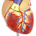 Modelo Anatómico de Estudio Corazón Escala 1:1 Órgano Extraíble - Imagen 9