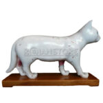 Modelo de Acupuntura y Anatomia Gato - Imagen 8