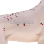 Modelo de Acupuntura y Anatomia Perro - Imagen 4