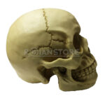 Modelo Anatómico de Estudio Cráneo Escala 1:1 - Imagen 21