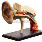 Modelo Anatómico Estudio Sistema Auditivo Oído 4D