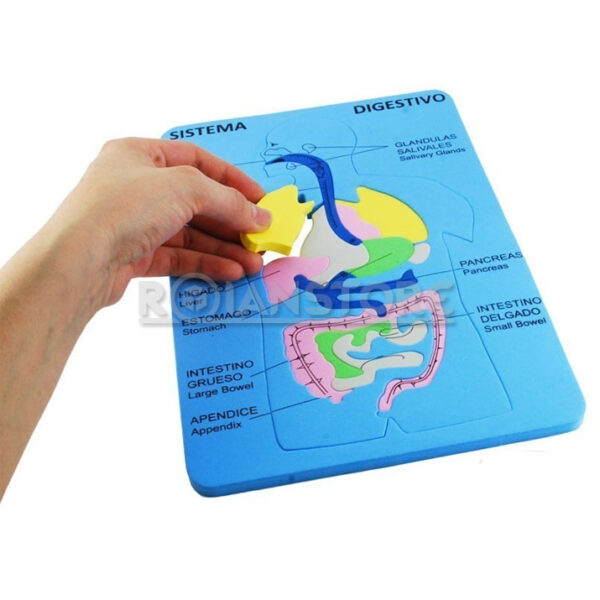 Puzzle Y Encaje Dactic Sistema Digestivo Bilingue Unidad