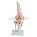 Modelo Anatomico De Estudio Rodilla Ligamentos - Imagen 2