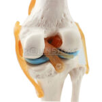 Modelo Anatomico De Estudio Rodilla Ligamentos - Imagen 8