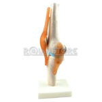 Modelo Anatomico De Estudio Rodilla Ligamentos - Imagen 4
