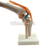 Modelo Anatomico De Estudio Rodilla Ligamentos - Imagen 10