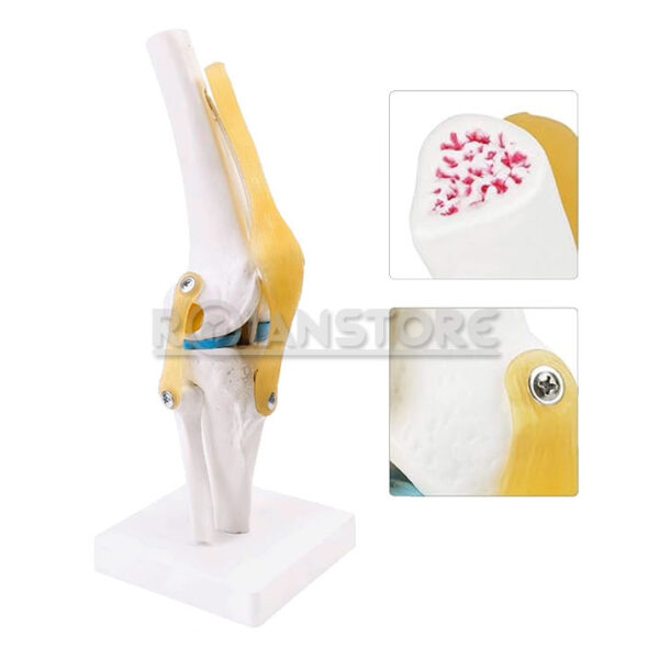 Modelo Anatomico De Estudio Rodilla Ligamentos Mod2