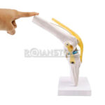 Modelo Anatomico De Estudio Rodilla Ligamentos Mod2 - Imagen 3