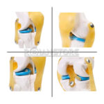 Modelo Anatomico De Estudio Rodilla Ligamentos Mod2 - Imagen 9