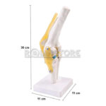 Modelo Anatomico De Estudio Rodilla Ligamentos Mod2 - Imagen 10